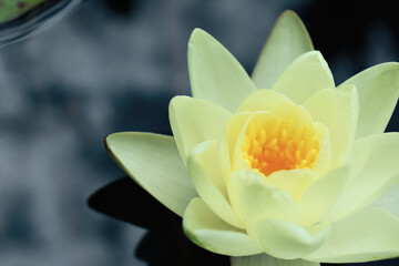 Fototapeta premium Beautiful white lotus flower in pond, closeup