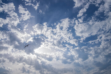 sun rays rising through a cloudy blue sky with a seagull flying backlighting