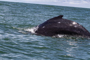 Whare Watiching in Costa Rica. Humpback whales in the pacific Sea of Central America