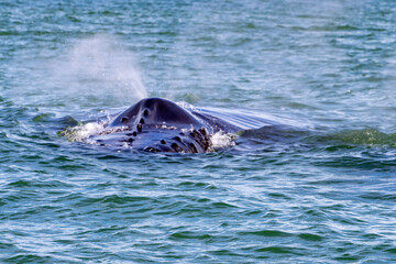 Whare Watiching in Costa Rica. Humpback whales in the pacific Sea of Central America