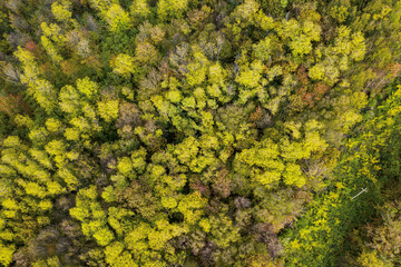 autumn trees with yellow and red leaves view from a height of 30 meters