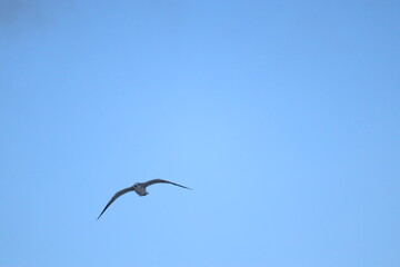 The bird soars in the sky