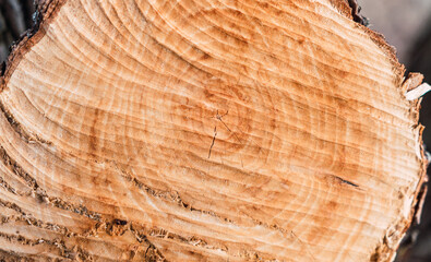 Trunk of a cut tree. Deforestation and felling of trees to make wood and paper. Wood texture from the inside of a tree.