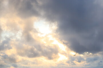 Naklejka na ściany i meble Birds fly in the sky under the clouds