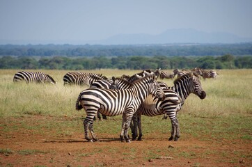 Fototapeta na wymiar Zebras in the Serengeti park in Tanzania