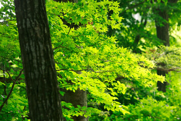 Naklejka premium 新緑の森