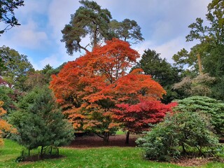 Naklejka premium Westonbirt, The National Arboretum in October 