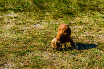 Fototapeta na wymiar Ginger cocker spaniel dog in a green grass