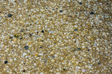 Background of the many sea shells. Natural pattern