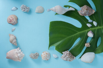 beautiful seashell frame with monstera
