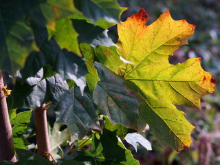 young maple tree with green leaves in the autumn sun with one colorful orange-red leaf, sunny autumn day in the park, autumn bac