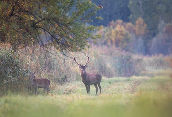 Red deer and hind on meadow in forest