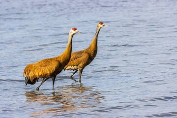 Pair of male and female sandhill cranes standing in ocean near Anchorage, Alaska with reflections of the elegant birds in the calm water. These birds are mates.
