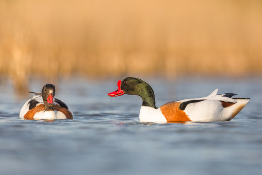 shelduck in display songs while mating in spring season. Ireland Co. Wexford