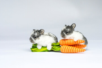 Two Baby Bunnies Sitting by Some Carrots