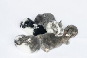 View of Five Baby Bunnies From Above