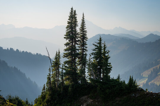Grove of Trees With Wildfire Smoke Haze Over The Cascades