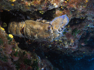 Scuba Diving Malta, Gozo and Comino