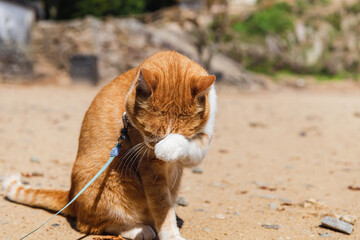 備中松山城 猫城主さんじゅーろー