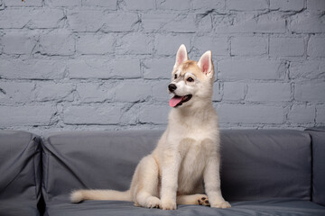 An active cheerful puppy of the age of two and a half months, a female of the light red husky breed...