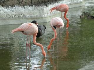 GEDSC DIGITAL CAMERA