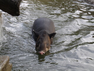 GEDSC DIGITAL CAMERA.