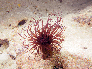 Scuba Diving Malta, Gozo and Comino