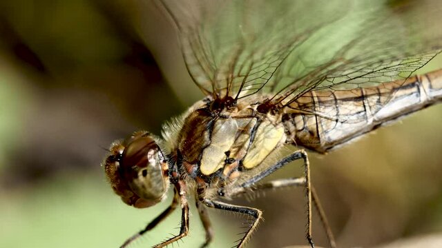 Libellule sur feuille.