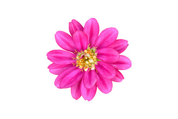 Zinnia elegans flower isolated on white background. Object with clipping path.