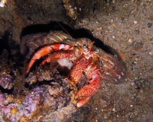 Scuba Diving Malta, Gozo and Comino