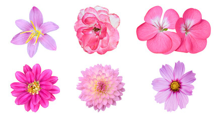 Various pink flowers isolated on white background with clipping path. Daisy, Zinnia, Cosmos, Chrysanthemum, Rose, Dahlia