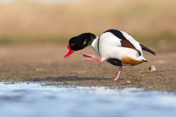shelduck in display songs while mating in spring season. Ireland Co. Wexford