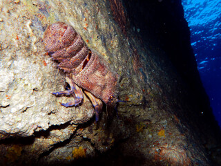 Scuba Diving Malta, Gozo and Comino