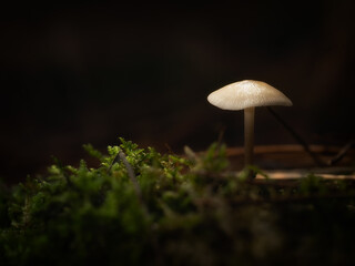 Small mushroom in the forest