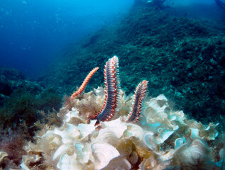 Scuba Diving Malta, Gozo and Comino