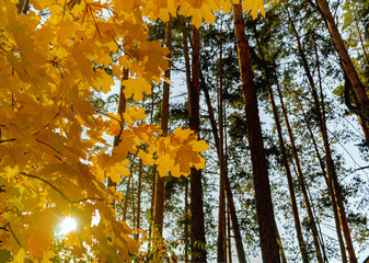 autumn sun in foliage