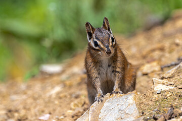 Fototapeta premium Uinta Chipmunk (Tamias umbrinus) on the Hiawatha Mountain Bike Trail