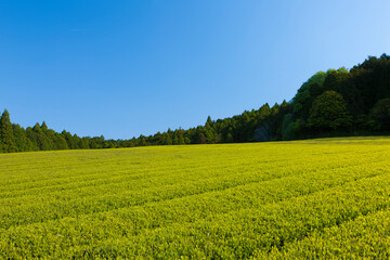 静岡の茶畑