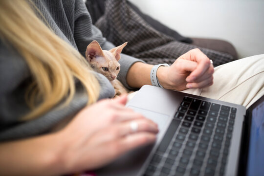 A blond girl works at a laptop at home. The kitten sits beside her.