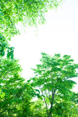 新緑の葉っぱ