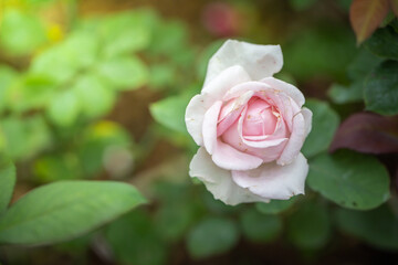 Roses in the garden