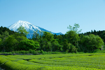 Obraz premium 茶畑と富士山