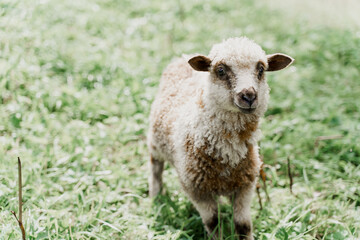 Funny sheep close-up on the green field. Happy animal with beautiful wool. Advert for wool, milk, cheese production from sheeps and rams
