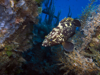 Scuba Diving Malta, Gozo and Comino