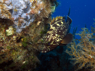 Scuba Diving Malta, Gozo and Comino