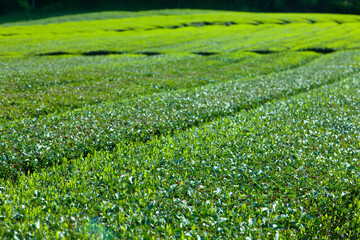 静岡の茶畑