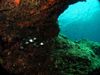 Naklejka na ściany i meble Scuba Diving Malta, Gozo and Comino