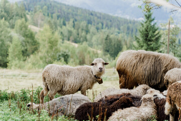 Flock of sheep in the mountains. Sheeps and rams on the green field on the farm. Production of wool...