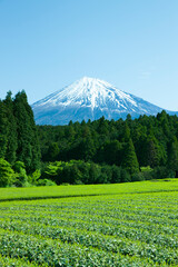 Obraz premium 茶畑と富士山
