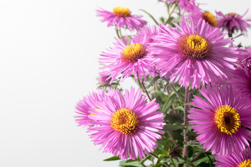 Lilac asters isolated on white and gray background